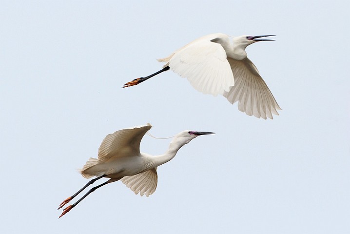 Seidenreiher Egretta garzetta Little Egret